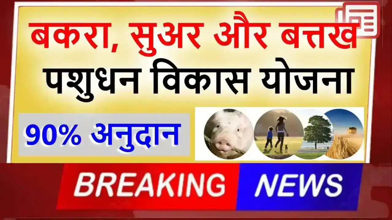 बकरा, सुअर और बत्तख पालन से बढ़ रही है आमदनी मुख्यमंत्री पशुधन विकास योजना जानिए पूरी जानकारी